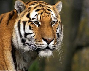 Tigre