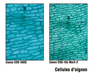 Cellules d'oignon